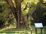 Ecclesiastical & Heritage World Covenanters Oak