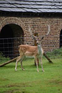 GEO265 Deer outside deer barn at Dunham Massey